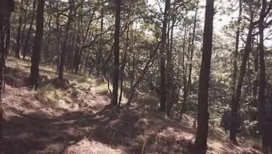 阳光穿过森林中高大的树木视频的预览图